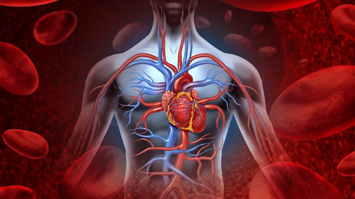 Human Heart Blood System
