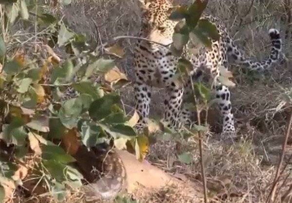 leopard1