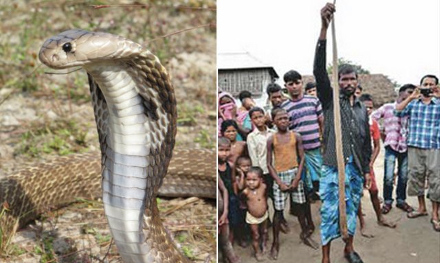 snake-biting