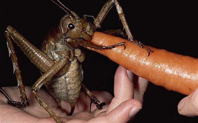 weta